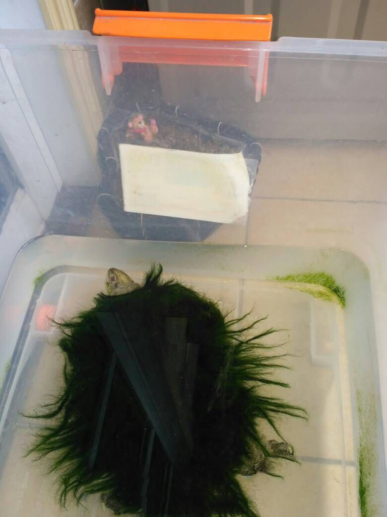 绿毛龟为什么能长绿毛